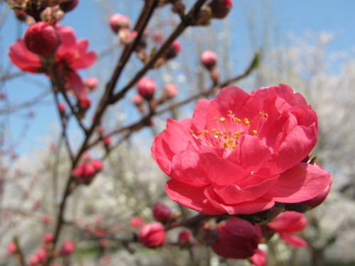 花桃の公園（福島市飯坂町）の桜と花桃（１９）：２０１３．４．１４_c0075701_22135154.jpg