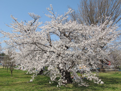 花桃の公園（福島市飯坂町）で桜と花桃を愛でる（２４）_c0075701_2342452.jpg