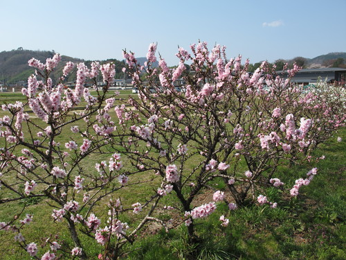 花桃の公園（福島市飯坂町）で桜と花桃を愛でる（２４）_c0075701_23424961.jpg