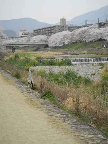 思い思いの高野川 人生で最至近距離アオサギ_c0069903_1323367.jpg