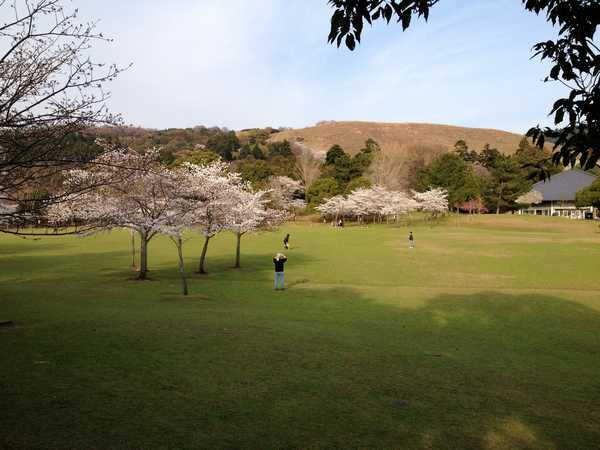 奈良散歩＊鹿と桜と奈良公園_f0221708_21481729.jpg