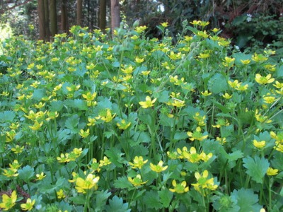 ドイツ植物造形in福岡　講習準備_c0178009_0441063.jpg