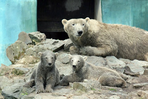 チェコ・ブルノ動物園の双子の赤ちゃんが地元で大人気 ~ 週末は入園者が長蛇の列となる_a0151913_0265951.jpg