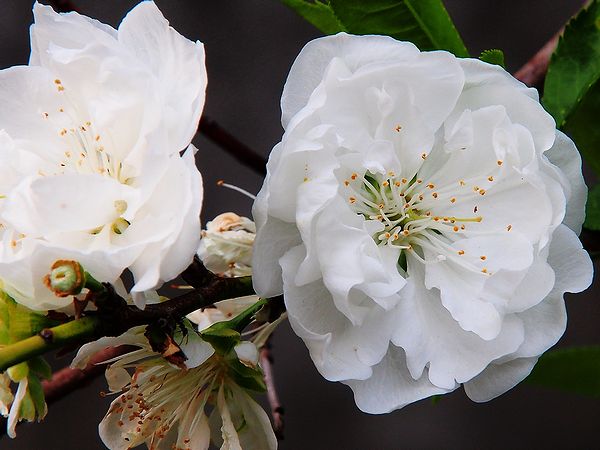  ＊京都・大阪・奈良の桜７名所_b0204819_181040.jpg