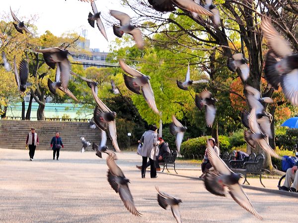  ＊京都・大阪・奈良の桜７名所_b0204819_2073318.jpg