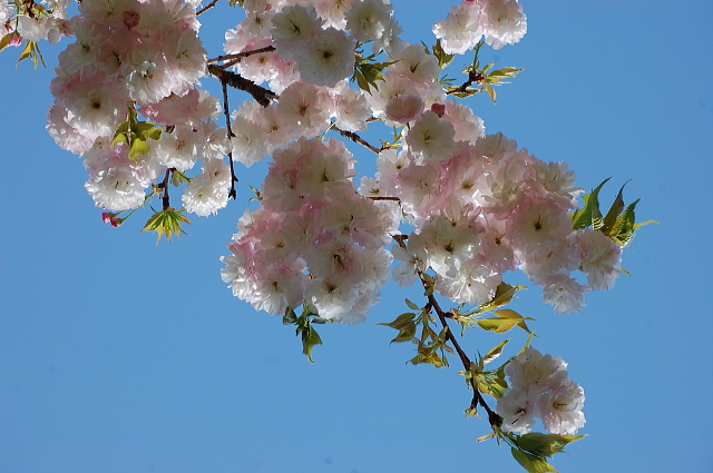 花めぐり寄り道プチツー　宗堂桜と黄色いじゅうたん_f0248120_21484510.jpg