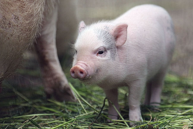 ミニブタの赤ちゃん 動物園放浪記