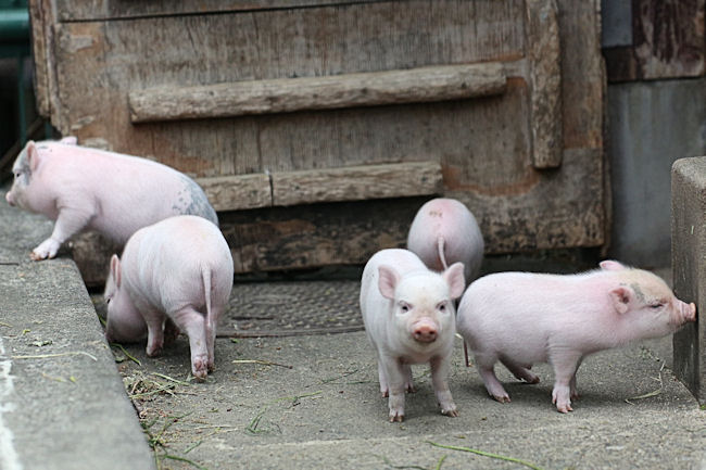 ミニブタの赤ちゃん 動物園放浪記