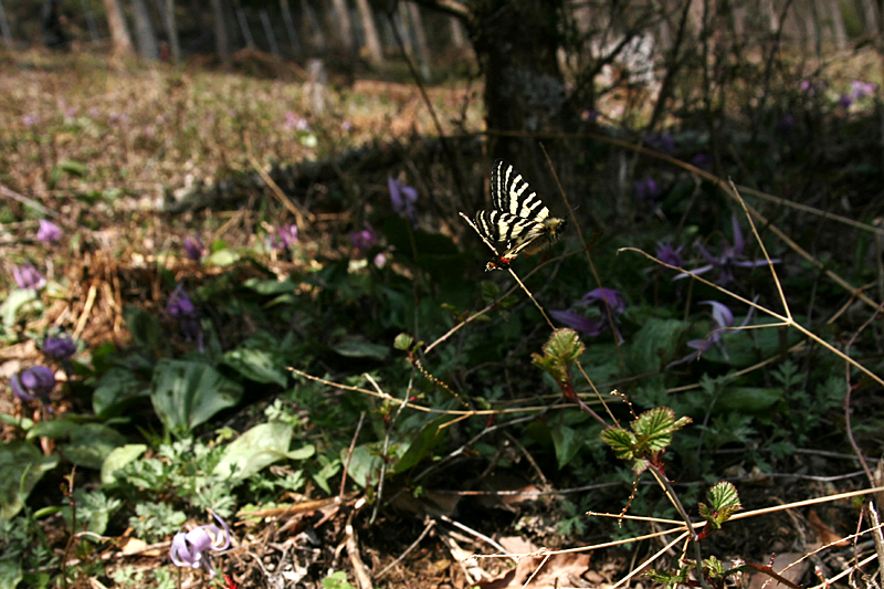 ２０１３年４月中旬　信州のヒメギフチョウ②_d0054625_014242.jpg