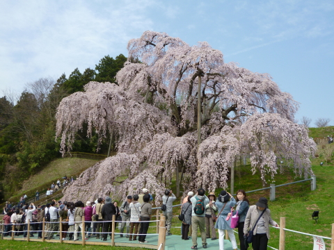 ふくしまの桜 (1)_f0235026_21293253.jpg