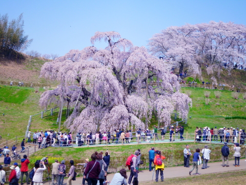 ふくしまの桜 (1)_f0235026_21311772.jpg