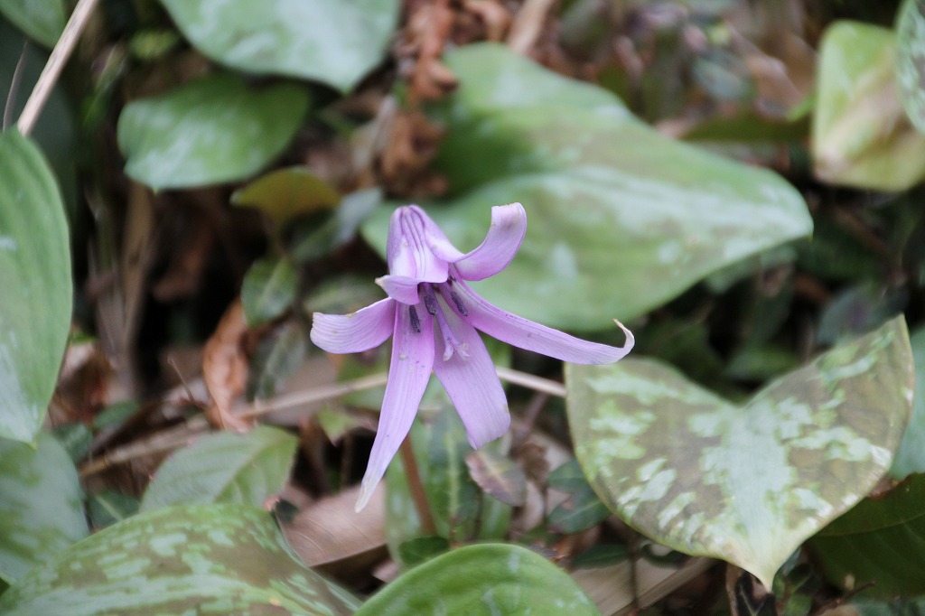 万葉集その四百二十　(カタクリの花)_b0162728_734770.jpg