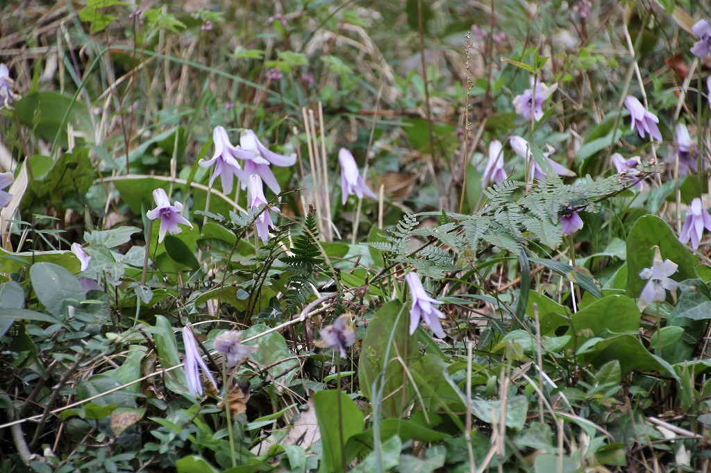 万葉集その四百二十　(カタクリの花)_b0162728_741323.jpg