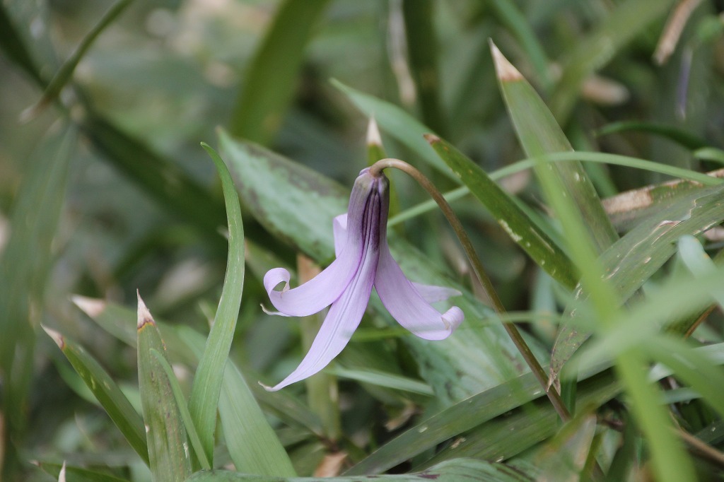 万葉集その四百二十 カタクリの花 万葉集遊楽 万葉集その四百二十 カタクリの花 万葉集遊楽