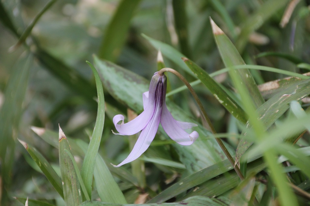 万葉集その四百二十　(カタクリの花)_b0162728_744921.jpg