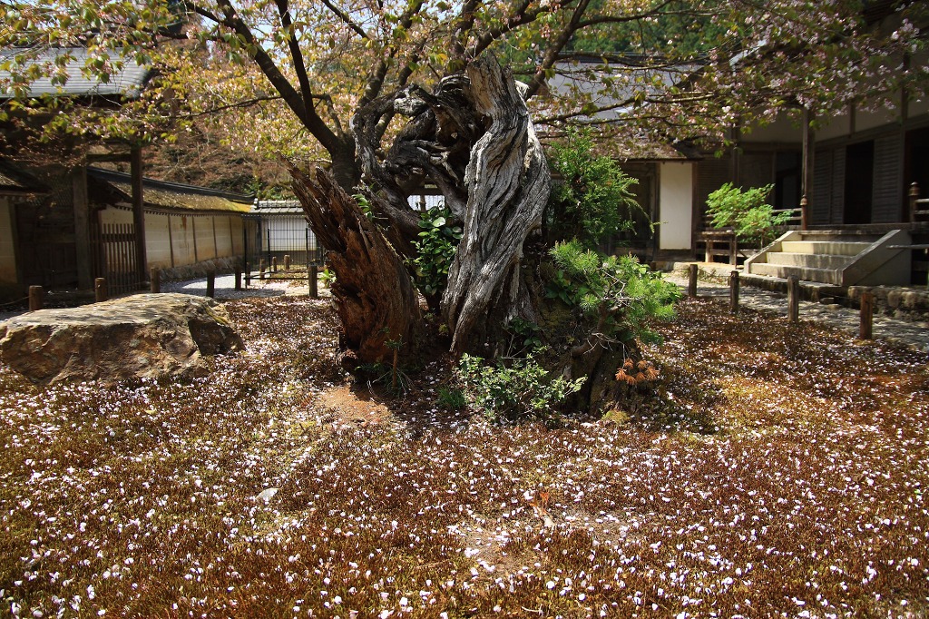 常照皇寺_f0264029_4105462.jpg