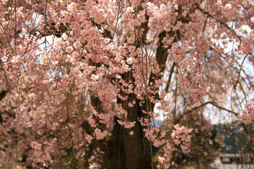 常照皇寺_f0264029_4132023.jpg