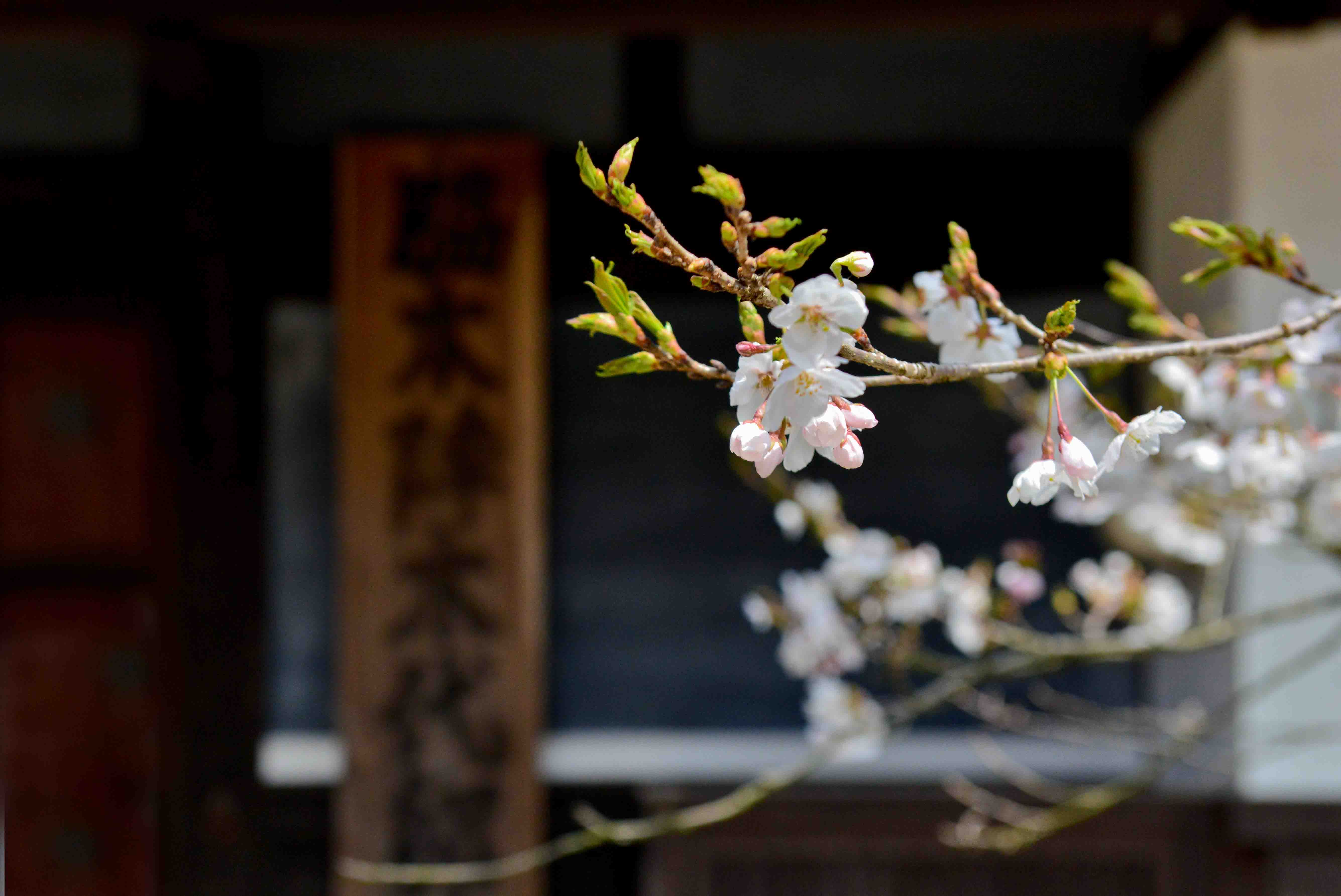 今年最後の　桜　を求めて　⑥_d0246136_17233366.jpg