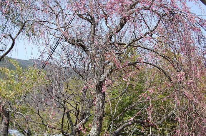 山荘の草花（４月１６日）_f0067937_1063023.jpg