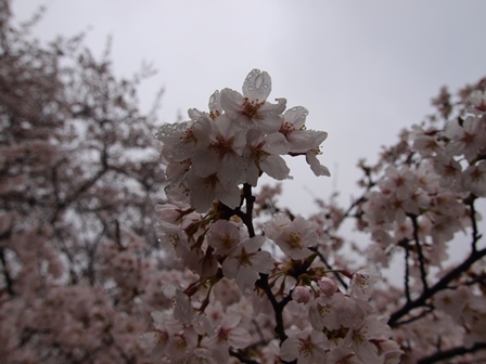 竹沼の桜と鶴商文庫のデカ盛りハンバーグ_b0080342_2134396.jpg