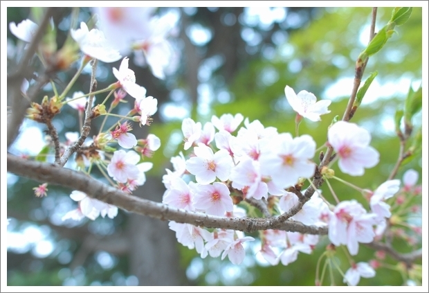2013 SAKURA Blossom 8*_a0289543_2313559.jpg