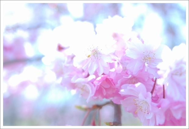 2013 SAKURA Blossom 10*_a0289543_2317070.jpg