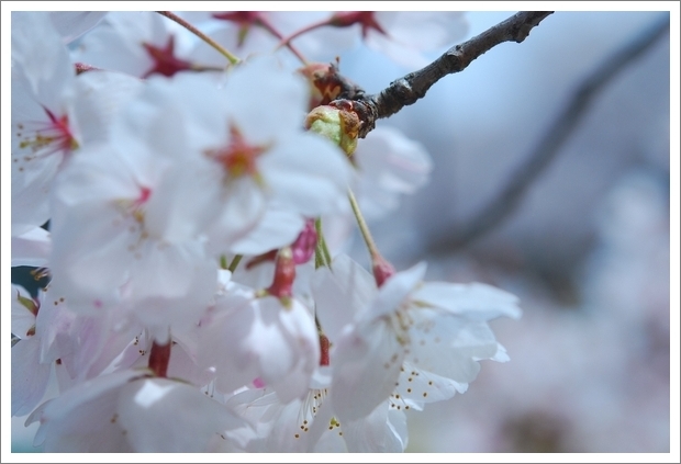 2013 SAKURA Blossom 10*_a0289543_23171593.jpg