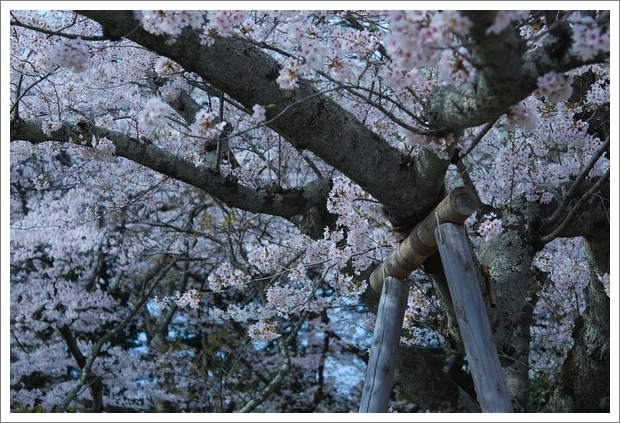 2013 SAKURA Blossom 10*_a0289543_23172827.jpg