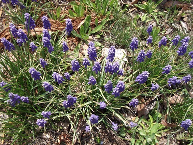 今年は開花が早いよ！赤城山②_e0248844_10312553.jpg