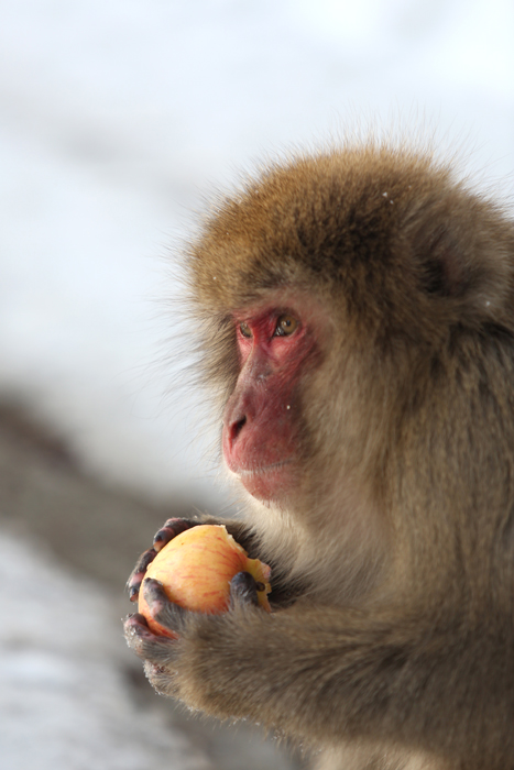 【地獄谷野猿公苑】 Snow Monkey_c0035245_1254993.jpg