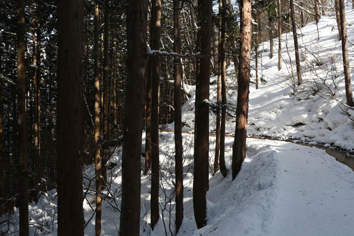 【地獄谷野猿公苑】 Snow Monkey_c0035245_135127.jpg