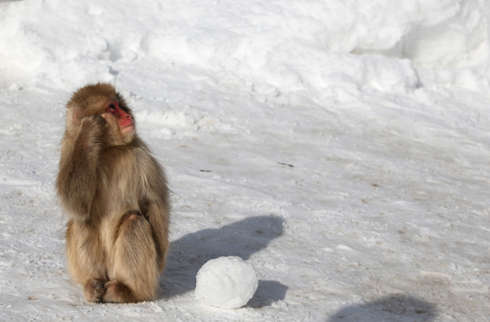 【地獄谷野猿公苑】 Snow Monkey_c0035245_2401683.jpg