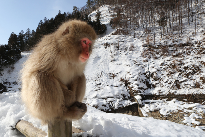 【地獄谷野猿公苑】 Snow Monkey_c0035245_241680.jpg