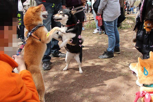 こなつちゃんとの再会_f0245650_901242.jpg