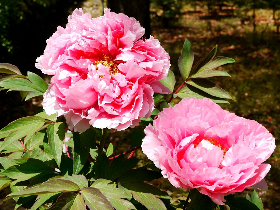 　　和歌山城公園にて　　１２年前、２０１３年４月撮影_b0093754_21384291.jpg