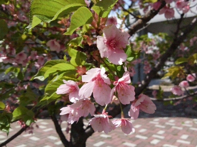a0110259_21472351.jpg