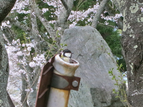 そこで、大丈夫なの?_c0260460_9153440.jpg