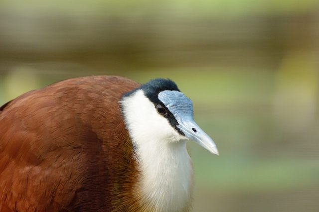 Day3-3e・掛川花鳥園のいろいろな鳥たちをV2で撮る_c0081462_21533286.jpg