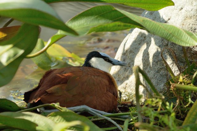 Day3-3e・掛川花鳥園のいろいろな鳥たちをV2で撮る_c0081462_21534273.jpg
