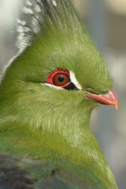 Day3-3e・掛川花鳥園のいろいろな鳥たちをV2で撮る_c0081462_21543116.jpg