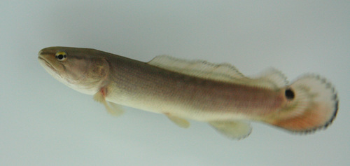 a0162263_825955.jpg
