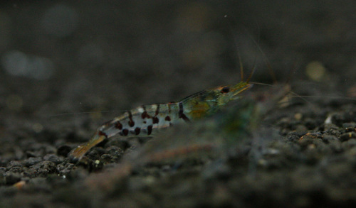 a0162263_8345094.jpg