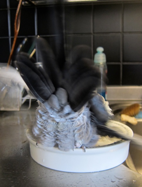 やはり「オカメ連帯感」はある!_d0244370_14445654.jpg