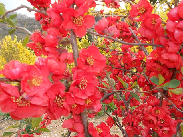 4月18日　福島県・花見山公園」へ県外有料事例視察_d0143678_040446.jpg