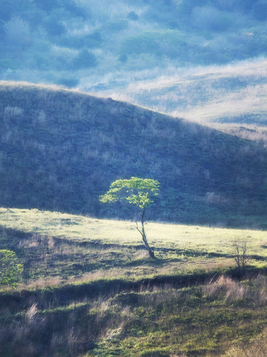 春の細野高原~パステルカラーの風景~_a0161380_18561651.jpg