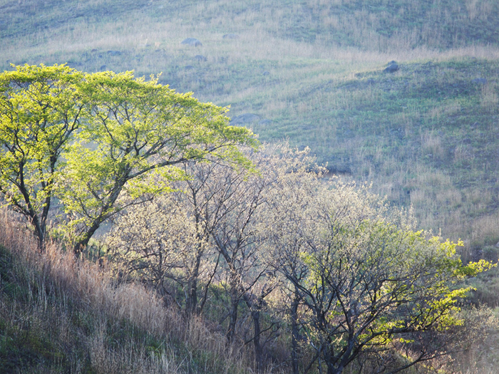 春の細野高原~パステルカラーの風景~_a0161380_19252498.jpg