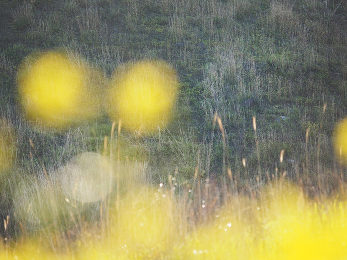 春の細野高原~パステルカラーの風景~_a0161380_1926261.jpg