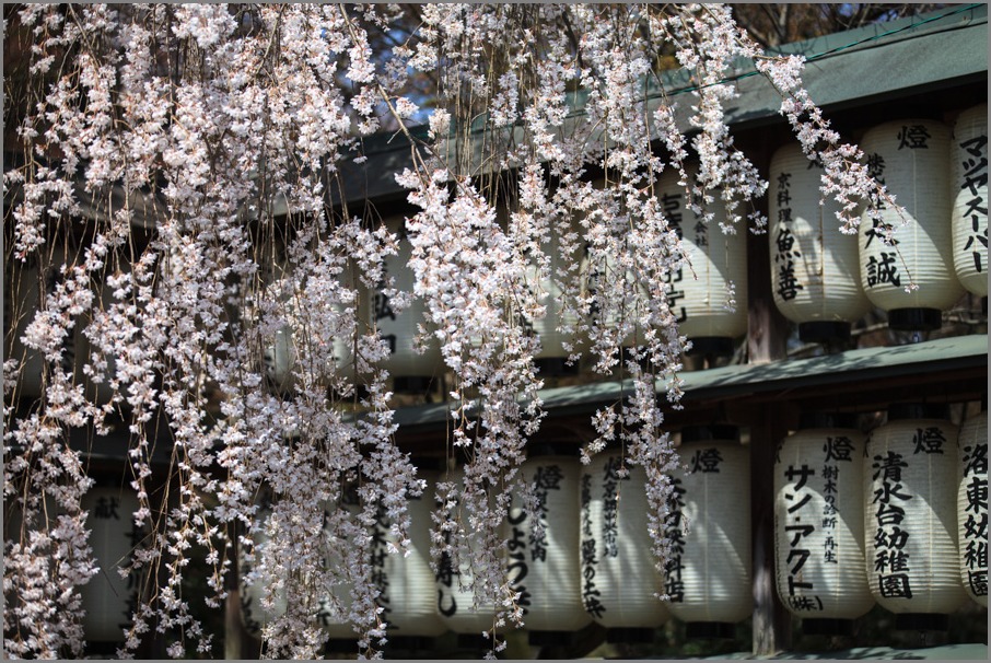 桜！　大石神社_b0128581_1831910.jpg