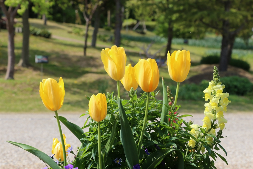 2013.04.20　淡路島のドライブ。【国営明石海峡公園のチューリップ】_f0140087_153018100.jpg