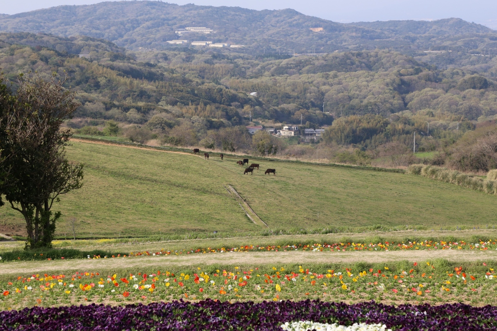 2013.04.21　【あわじ花さじき】と【明石海峡大橋】　　　　　　　　　　　　_f0140087_2340777.jpg